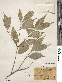 Euonymus laxiflorus image