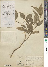 Euonymus laxiflorus image