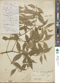 Euonymus laxiflorus image