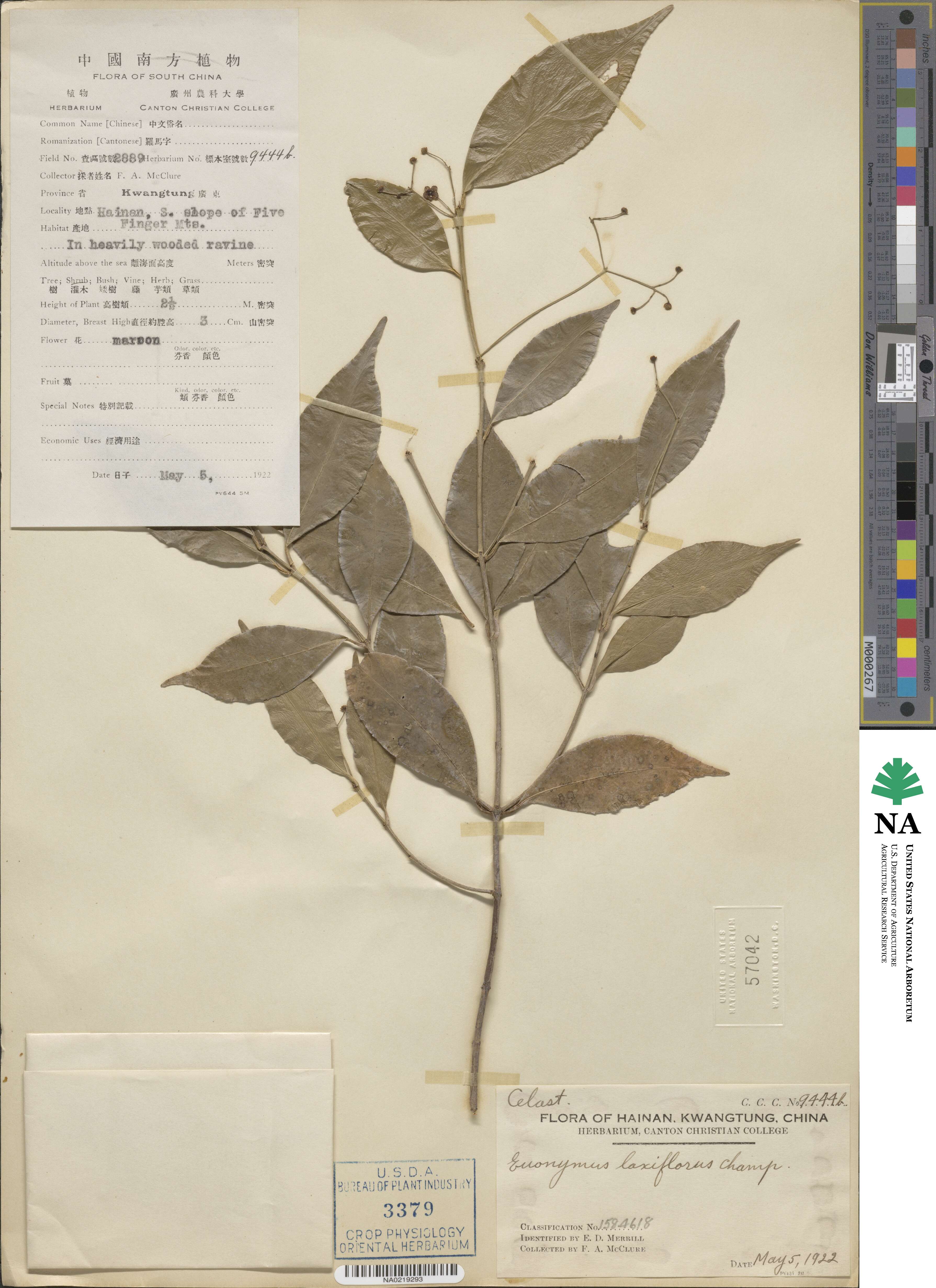 Euonymus laxiflorus image