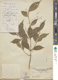 Euonymus laxiflorus image