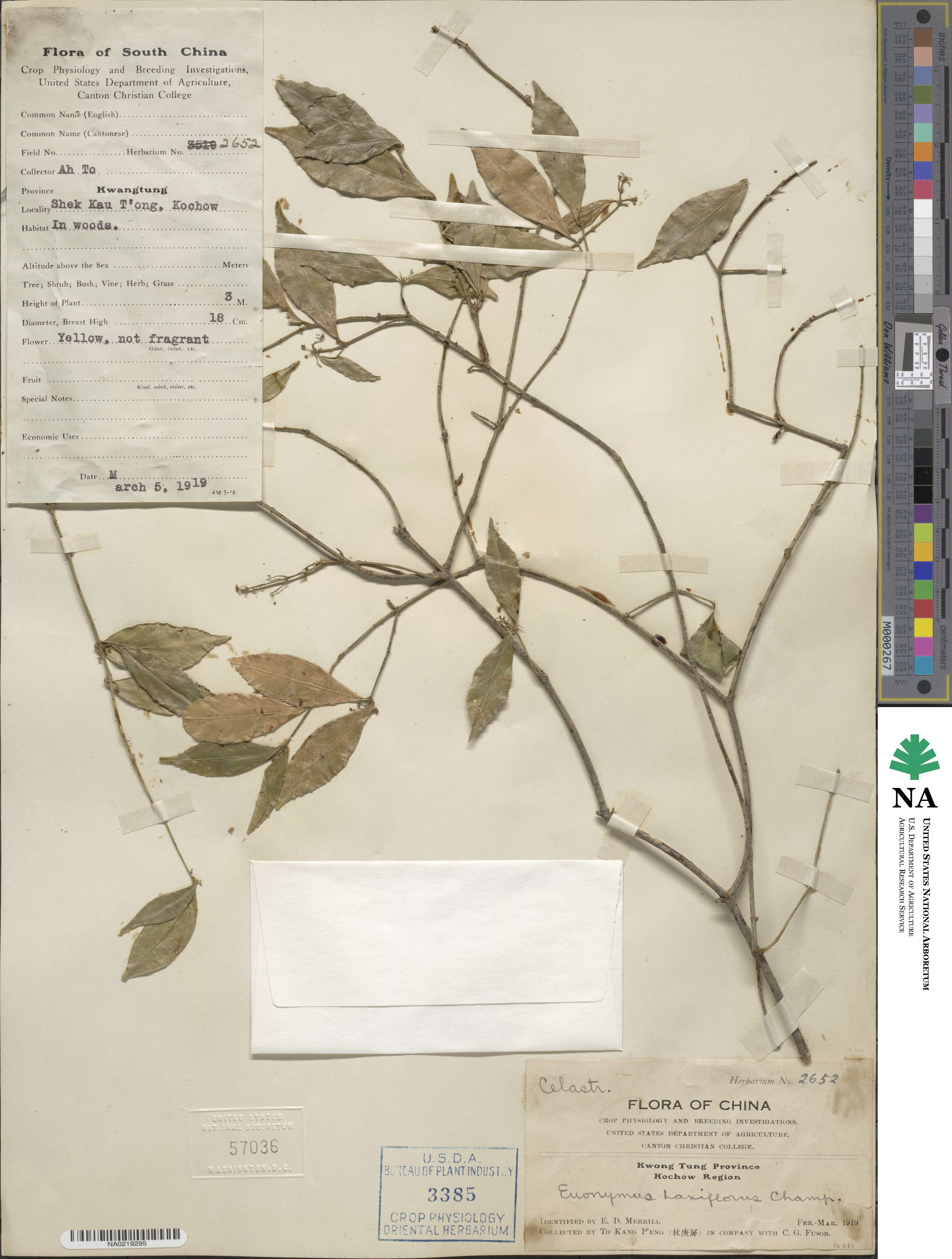 Euonymus laxiflorus image
