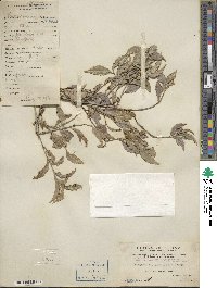 Euonymus laxiflorus image