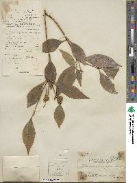 Euonymus laxiflorus image