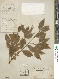 Euonymus laxiflorus image