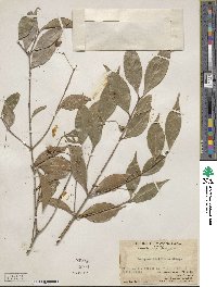 Euonymus laxiflorus image