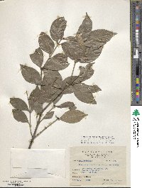 Euonymus laxiflorus image