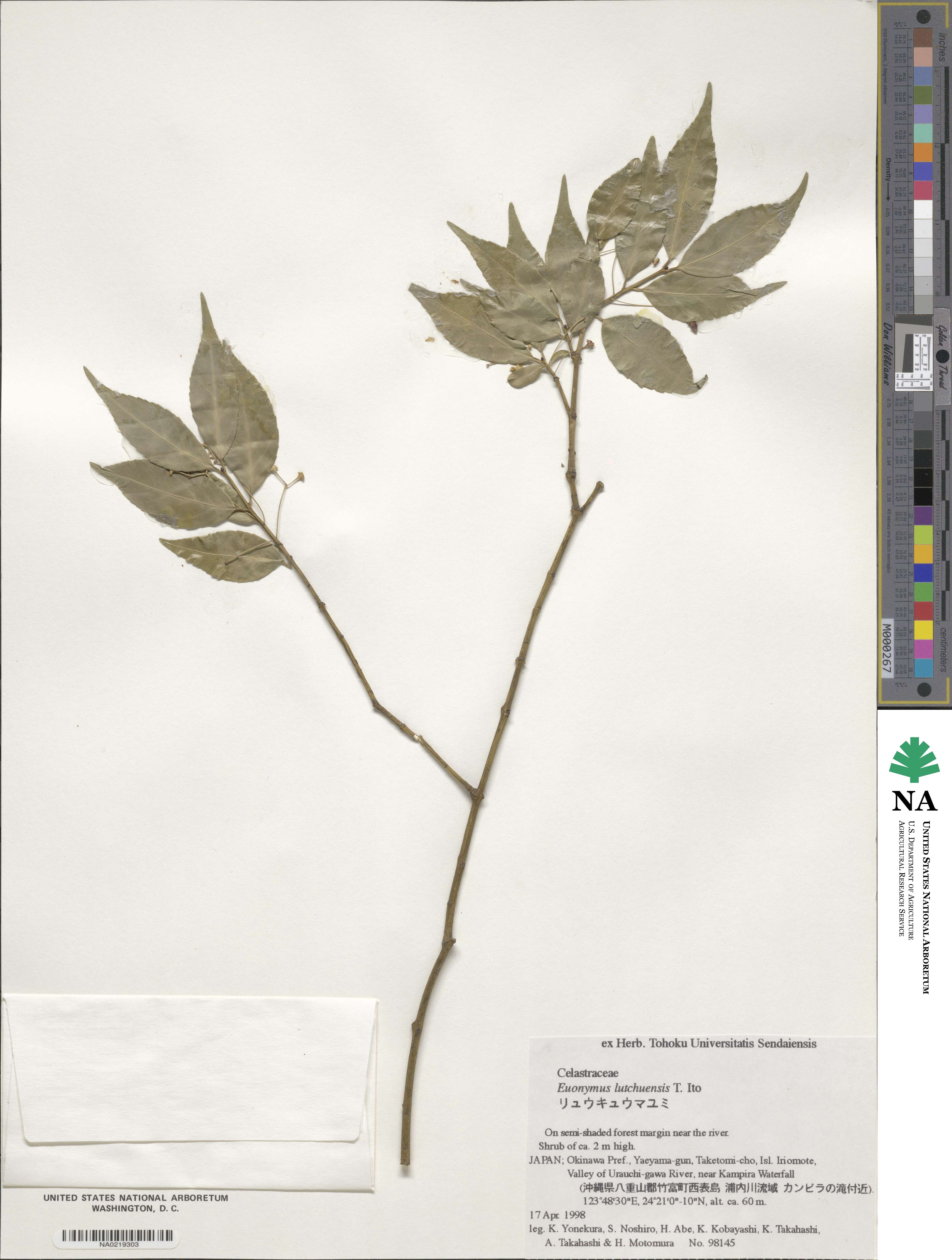 Euonymus lutchuensis image