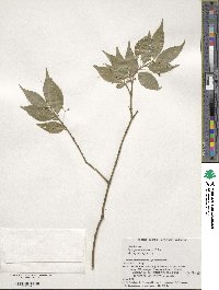 Euonymus lutchuensis image