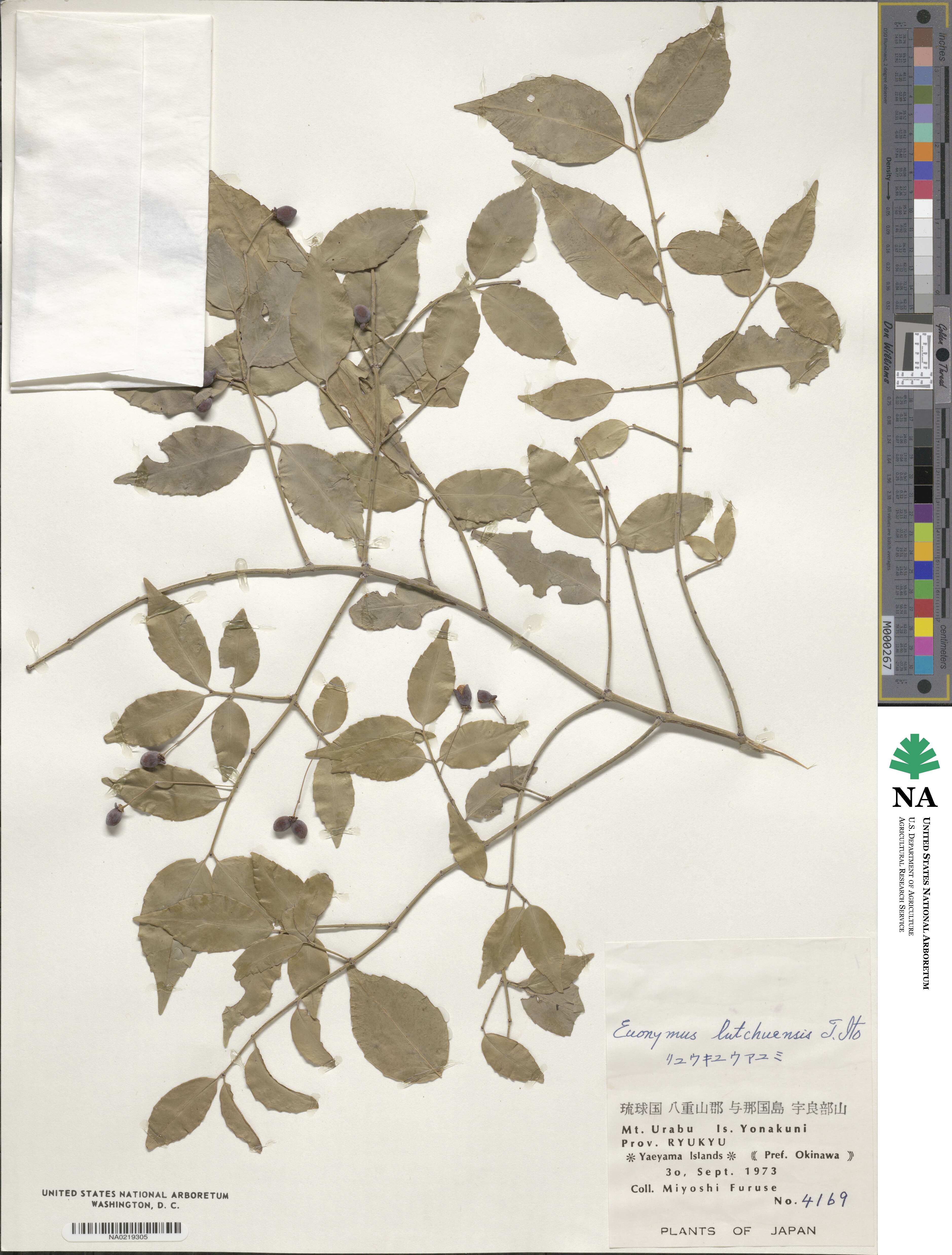 Euonymus lutchuensis image