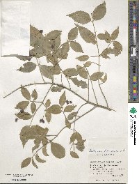 Euonymus lutchuensis image