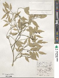 Euonymus lutchuensis image