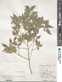 Euonymus lutchuensis image