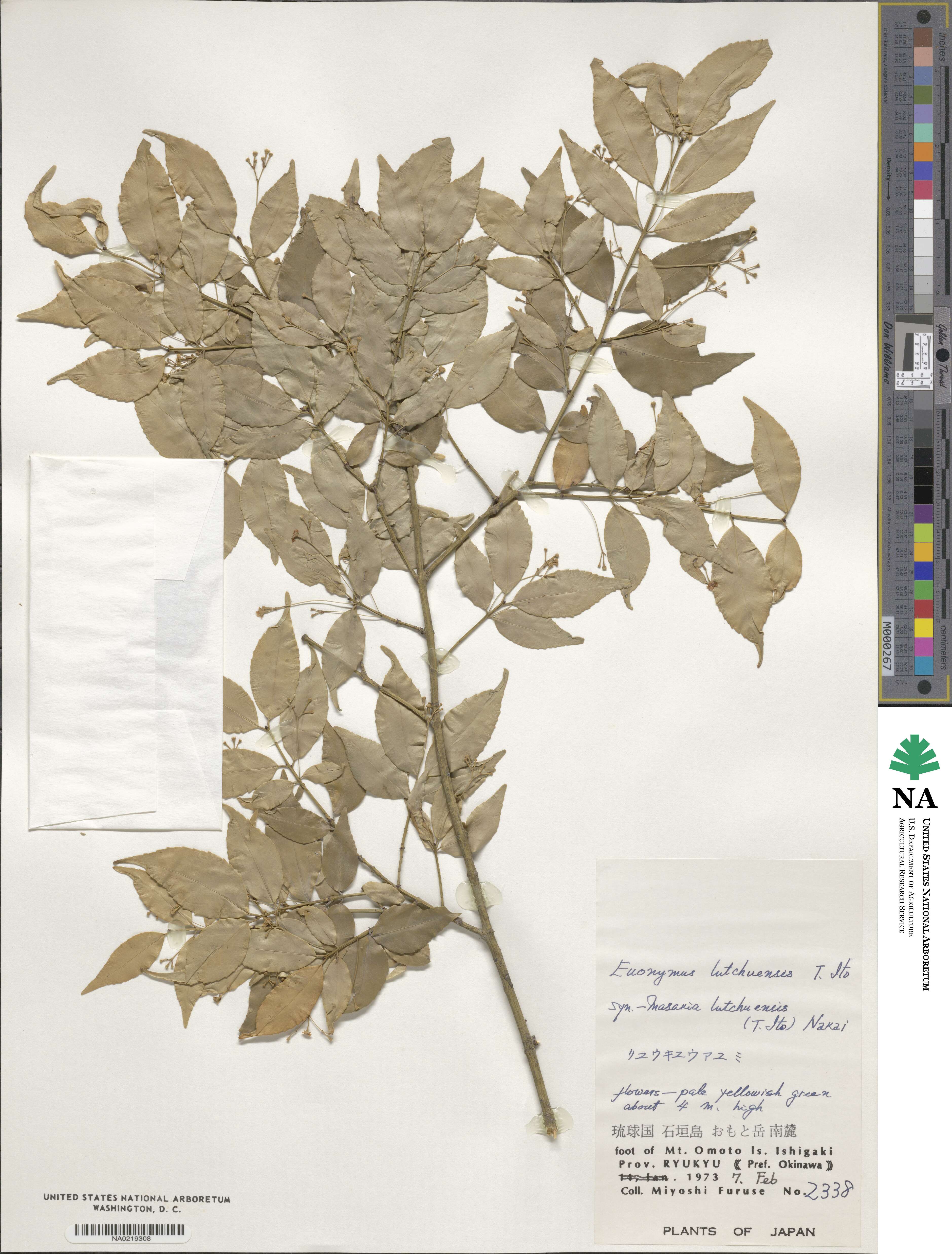 Euonymus lutchuensis image