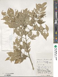 Euonymus lutchuensis image