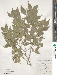 Euonymus lutchuensis image