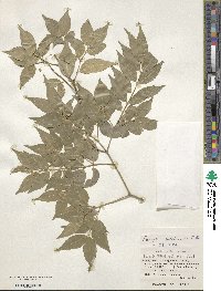 Euonymus lutchuensis image