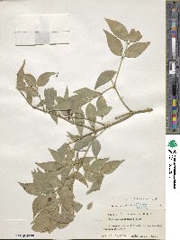 Euonymus lutchuensis image