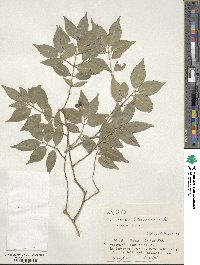 Euonymus lutchuensis image