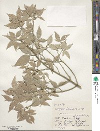 Euonymus lutchuensis image