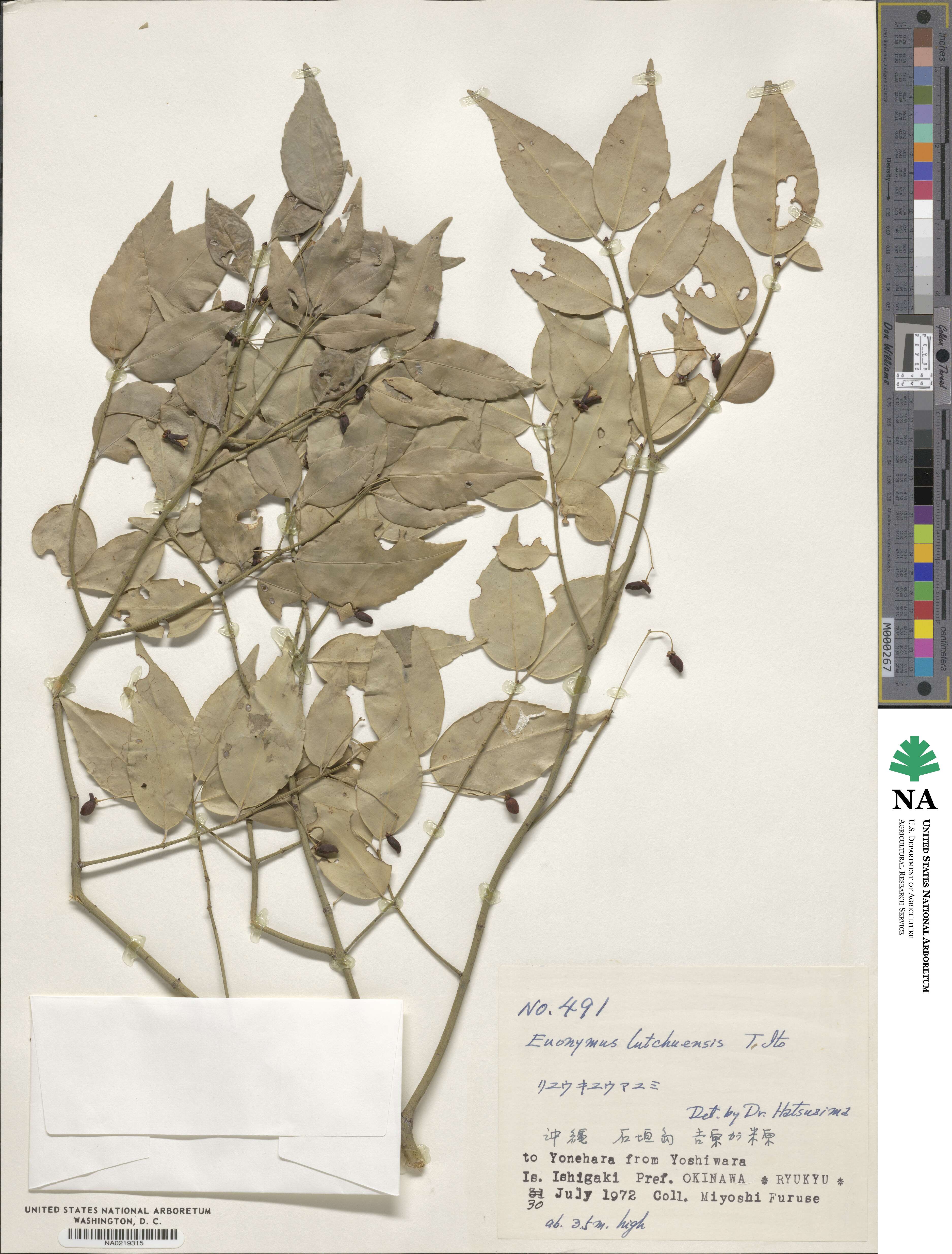 Euonymus lutchuensis image