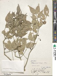 Euonymus lutchuensis image