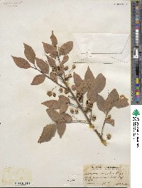 Euonymus maackii image