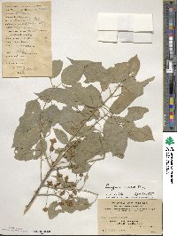 Euonymus maackii image