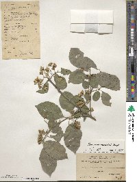 Euonymus maackii image