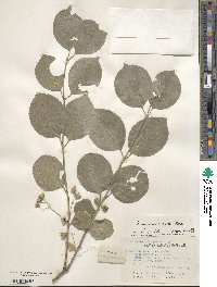 Euonymus maackii image