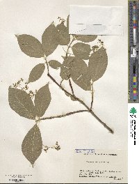 Euonymus macropterus image