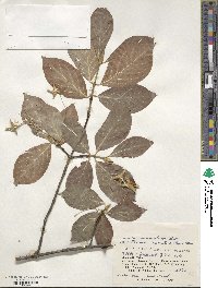 Euonymus macropterus image