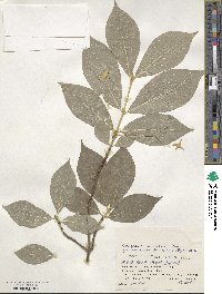 Euonymus macropterus image