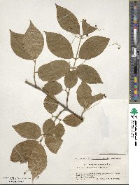 Euonymus macropterus image