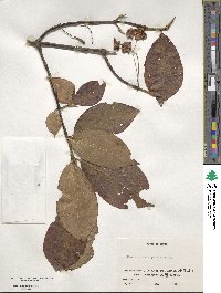 Euonymus macropterus image