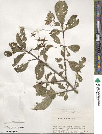 Euonymus macropterus image