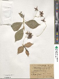 Euonymus macropterus image