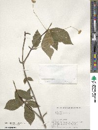 Euonymus macropterus image