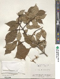 Euonymus macropterus image