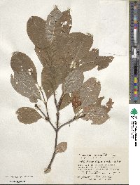 Euonymus macropterus image