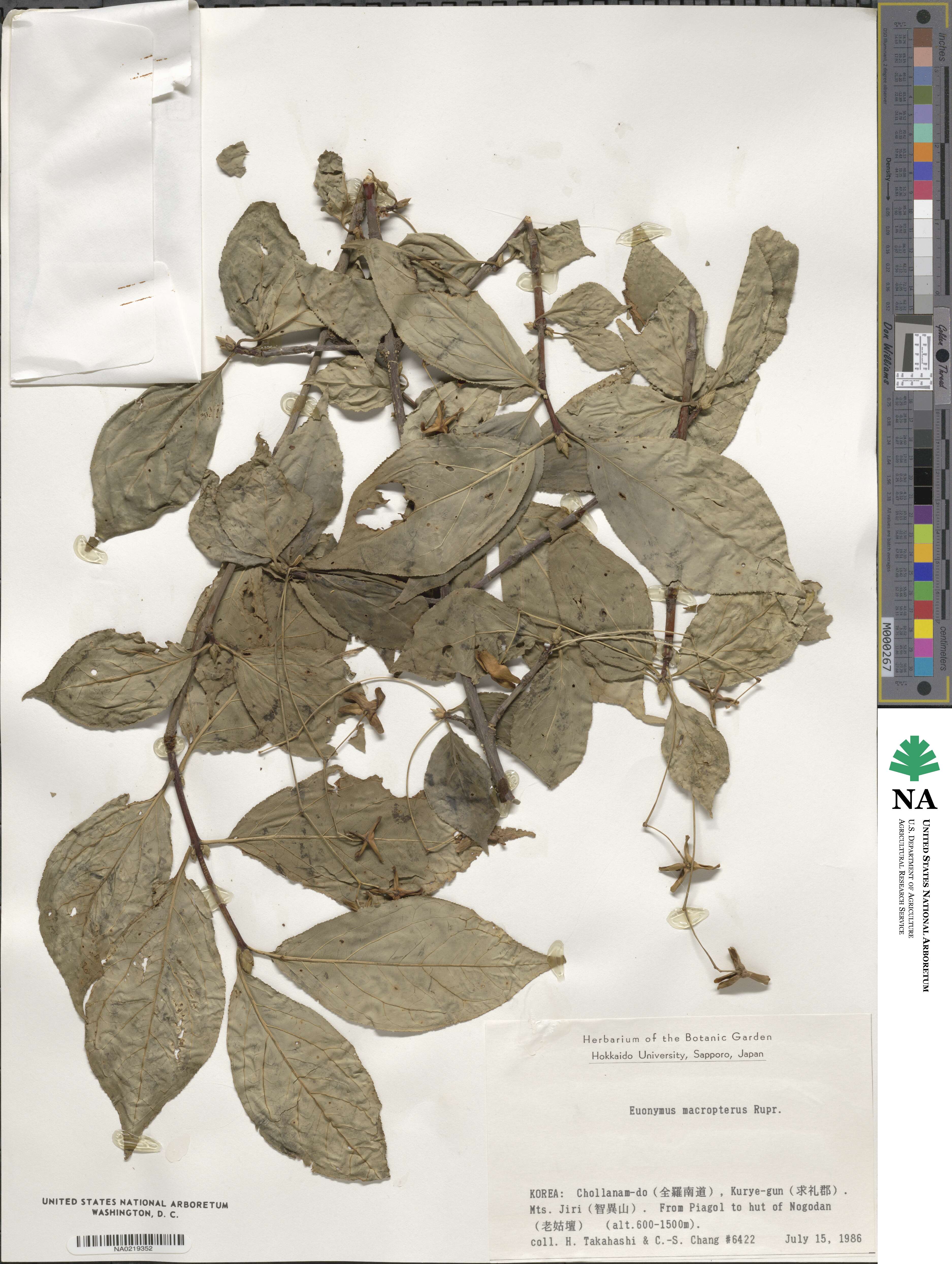 Euonymus macropterus image