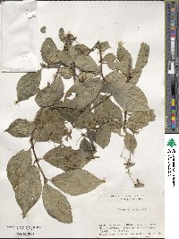 Euonymus macropterus image