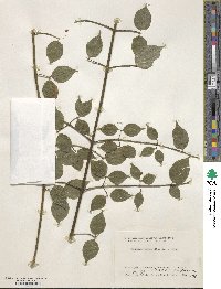 Euonymus melananthus image