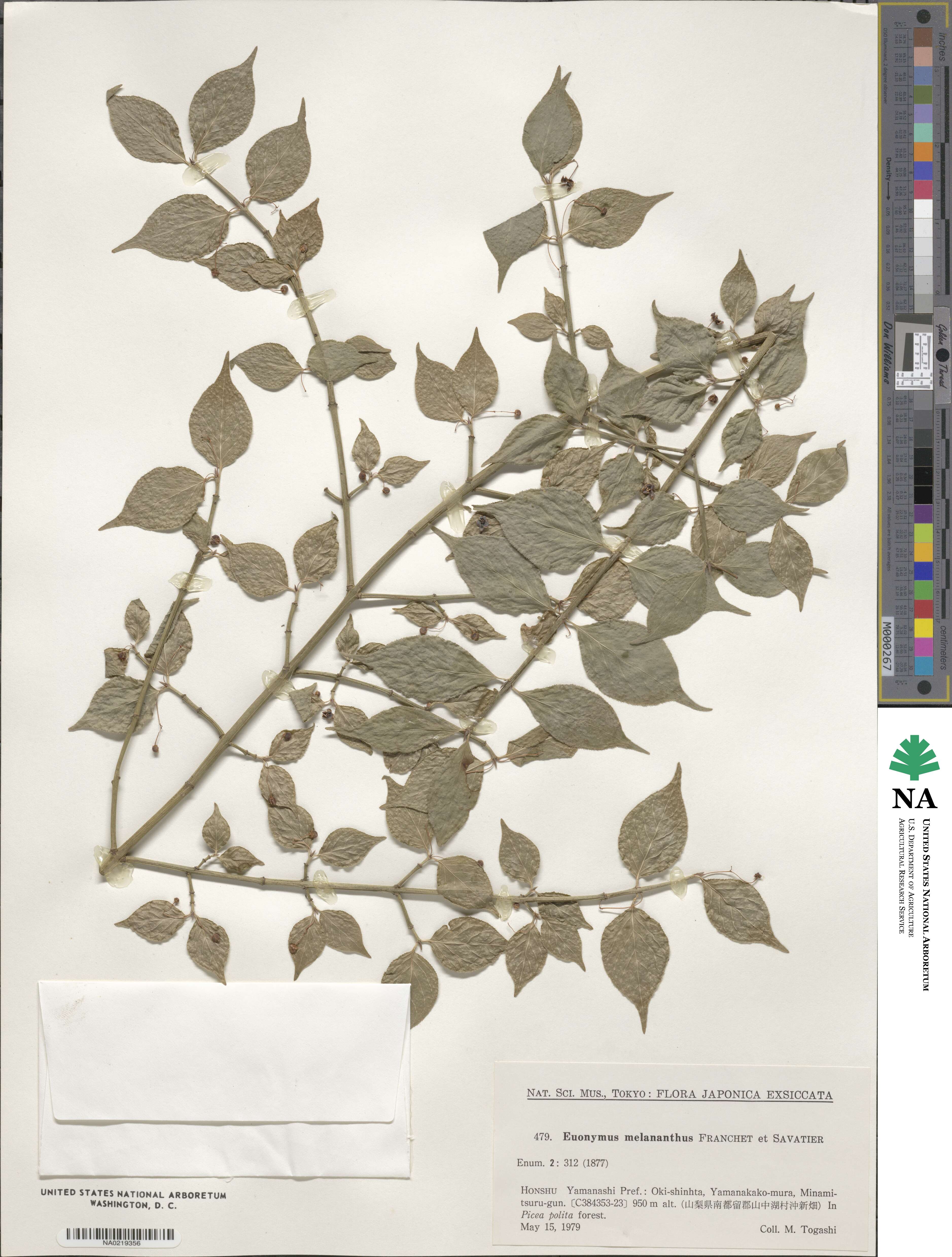 Euonymus melananthus image