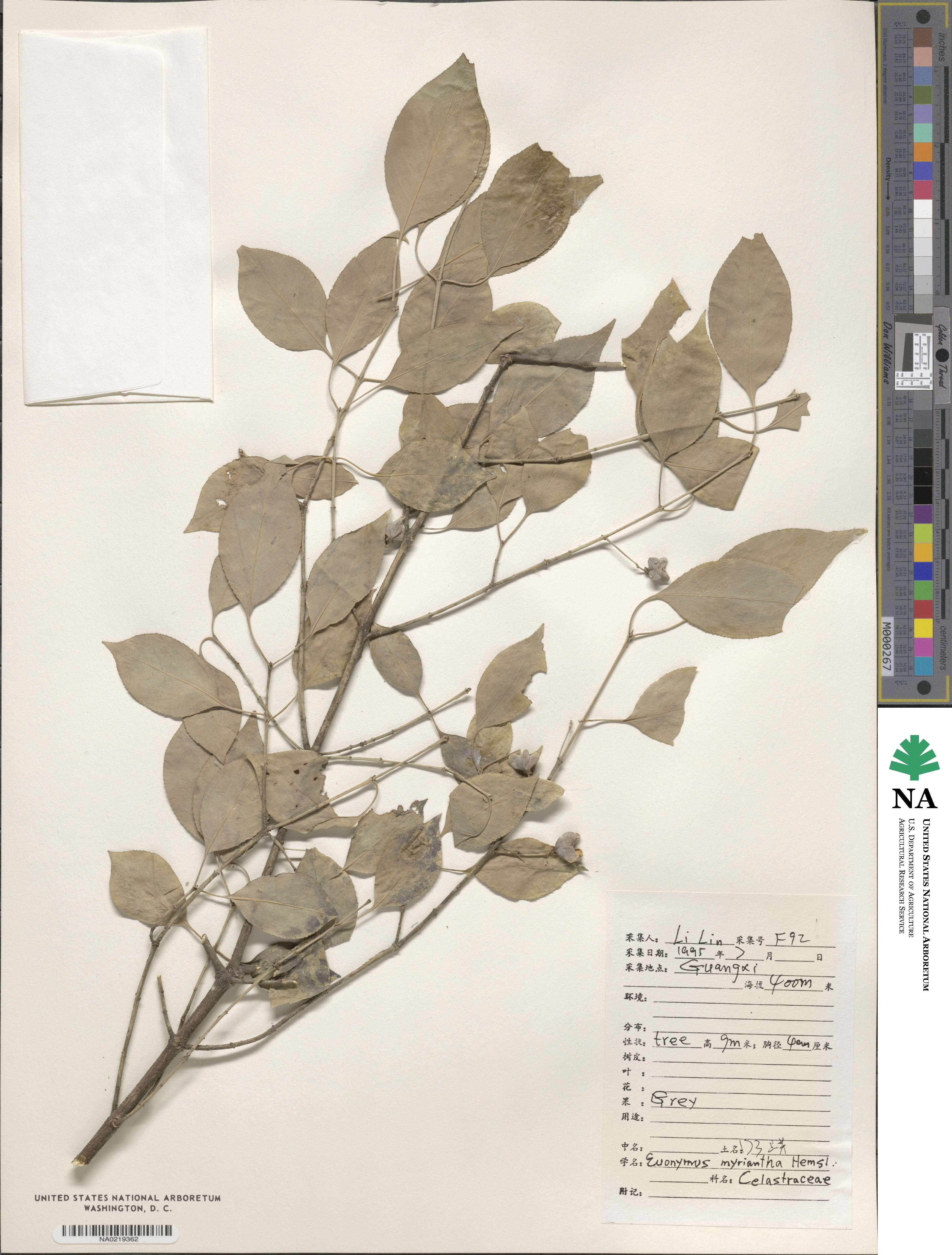 Euonymus myrianthus image