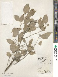 Euonymus myrianthus image