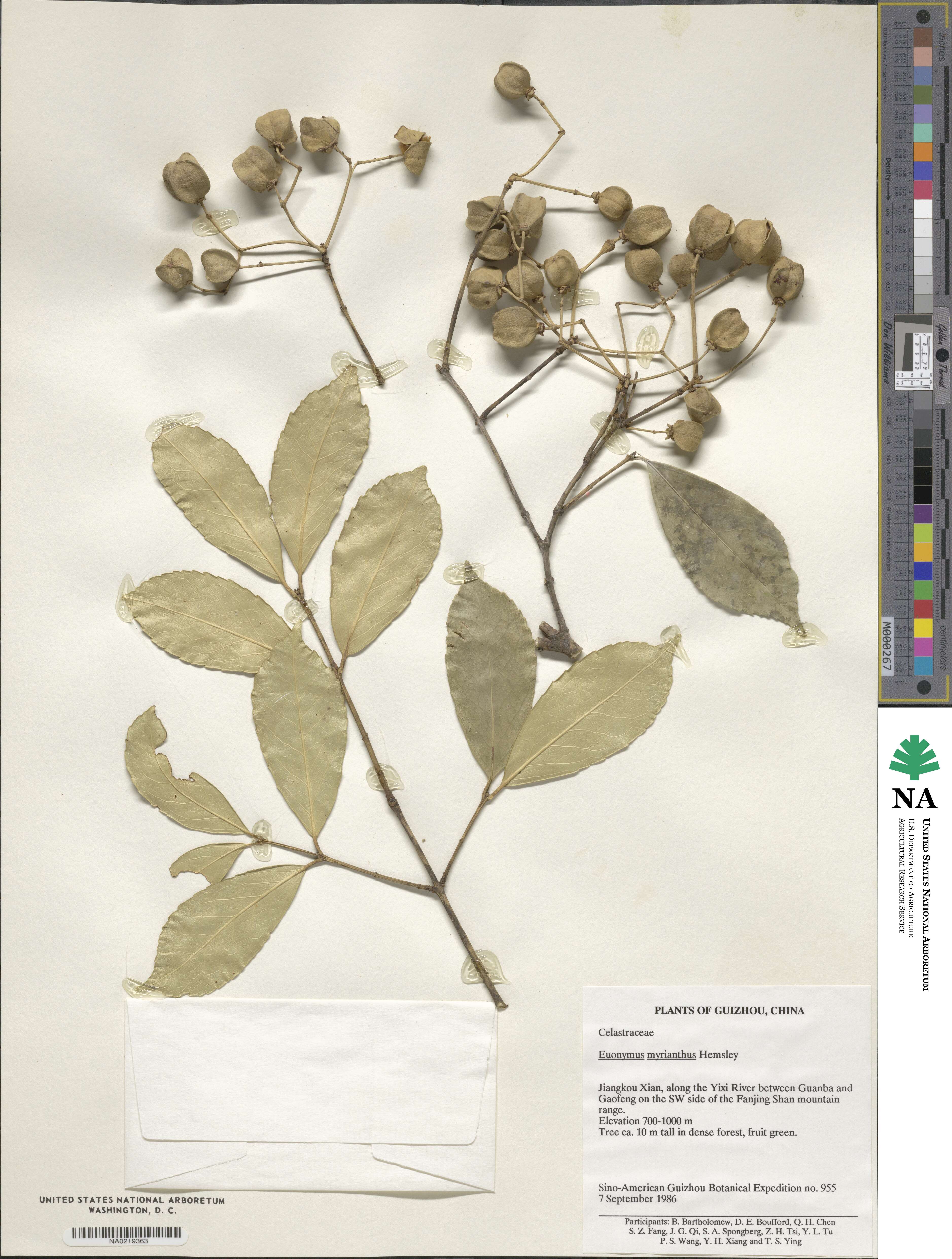 Euonymus myrianthus image