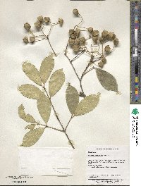 Euonymus myrianthus image