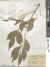 Euonymus myrianthus image