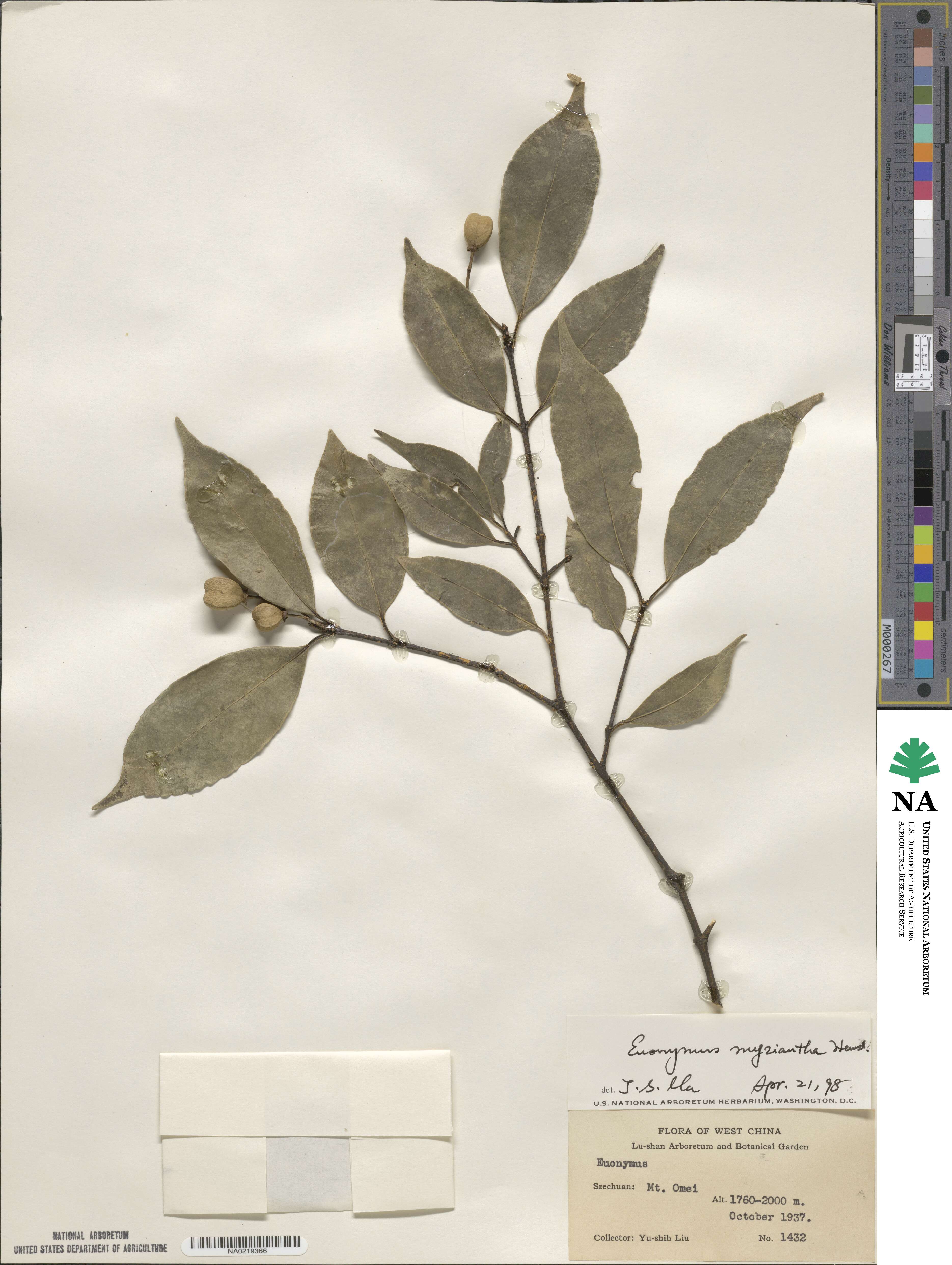 Euonymus myrianthus image